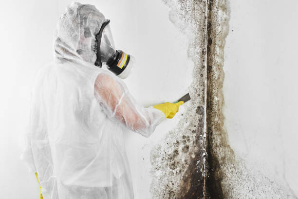 Best Black Mold Removal  in Mogadore, OH
