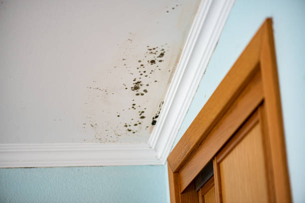 Best Mold Testing  in Mogadore, OH