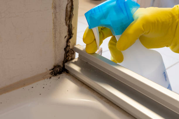 Mold Testing and Removal in Mogadore, OH