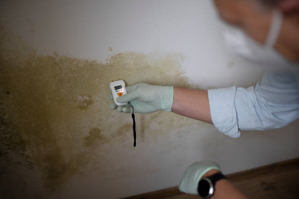 Best Mold Testing and Removal  in Mogadore, OH