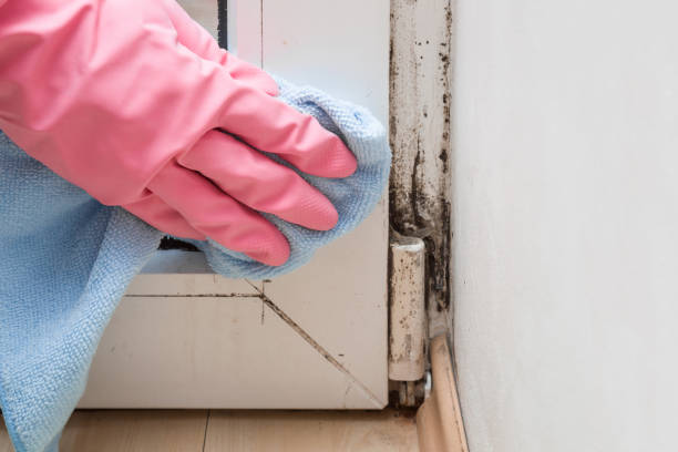 Best Mold Testing  in Mogadore, OH